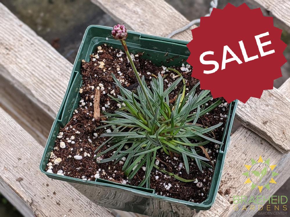 Armeria 'Rubrifolia' - NO SHIP -