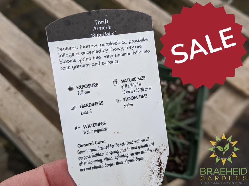 Armeria 'Rubrifolia' - NO SHIP -