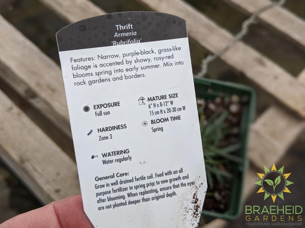 Armeria 'Rubrifolia' - NO SHIP -