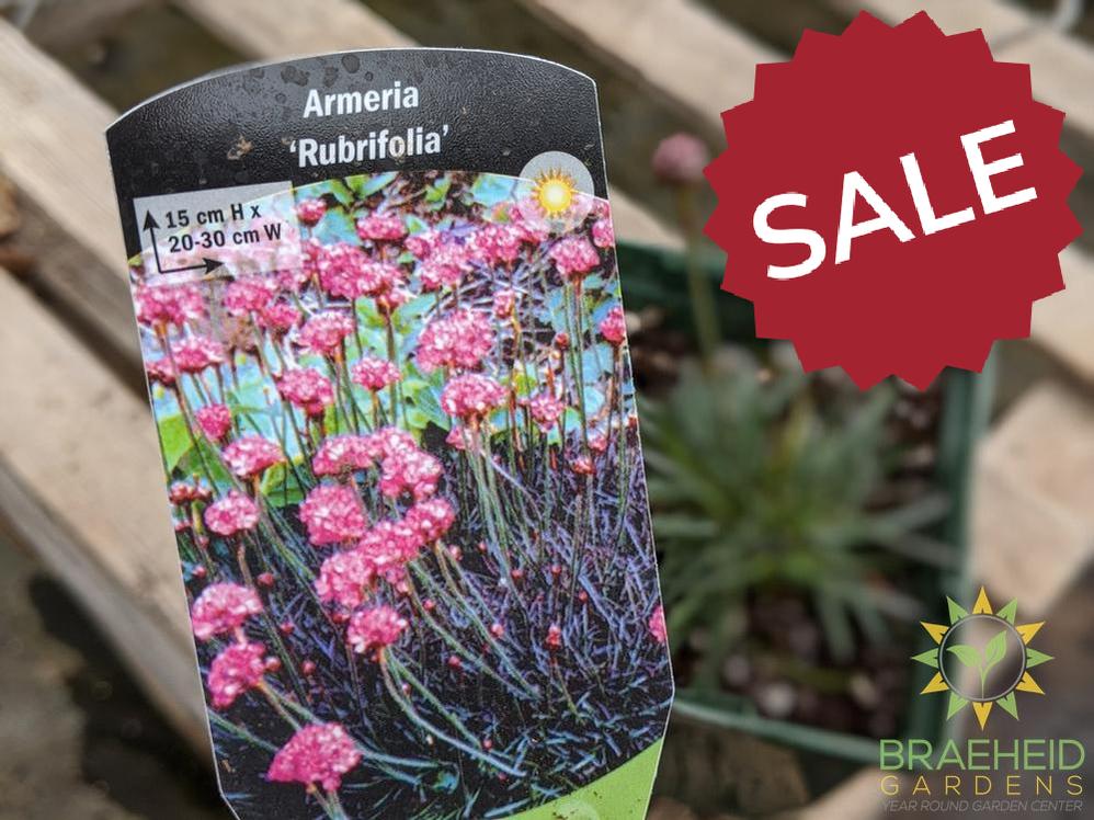Armeria 'Rubrifolia' - NO SHIP -