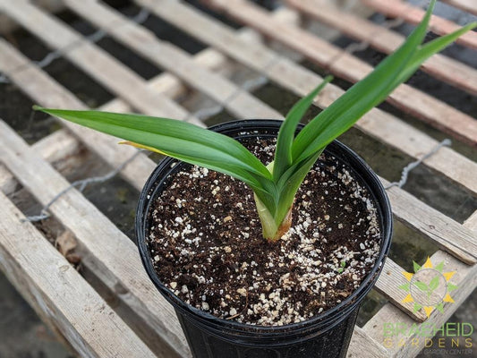 Daylily 'Night Embers' - NO SHIP -