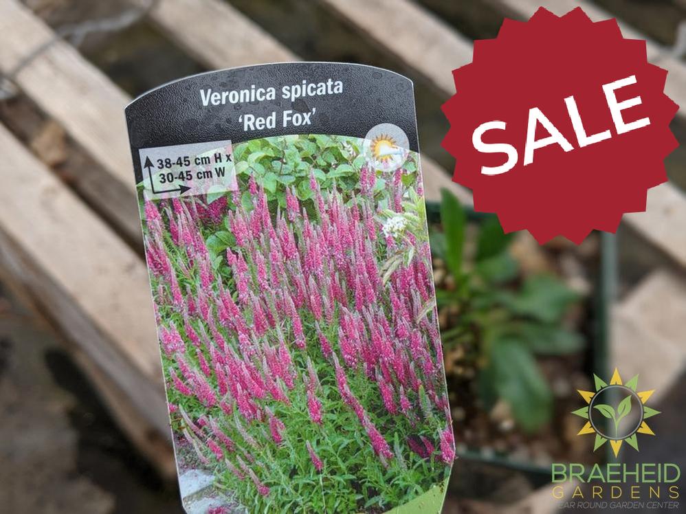 Veronica (Speedwell) 'Red Fox' - NO SHIP -