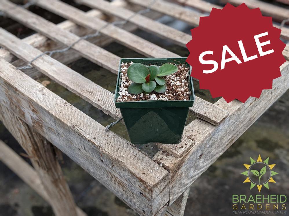 Bergenia 'Winter Glow' - NO SHIP -