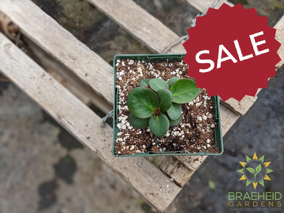 Bergenia 'Winter Glow' - NO SHIP -