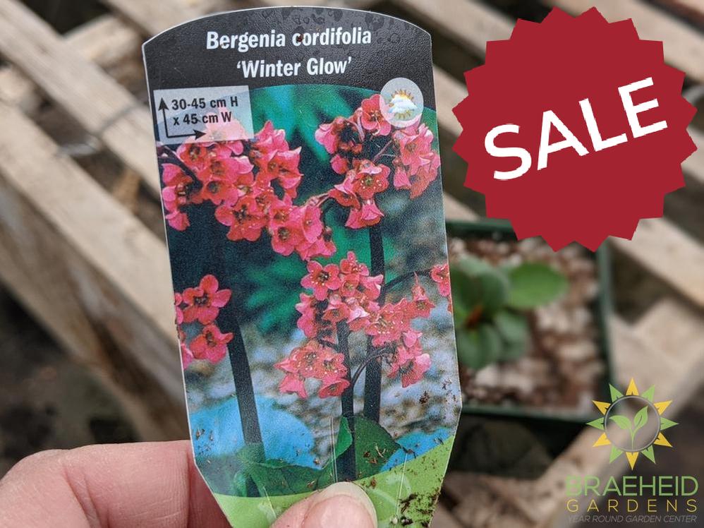 Bergenia 'Winter Glow' - NO SHIP -