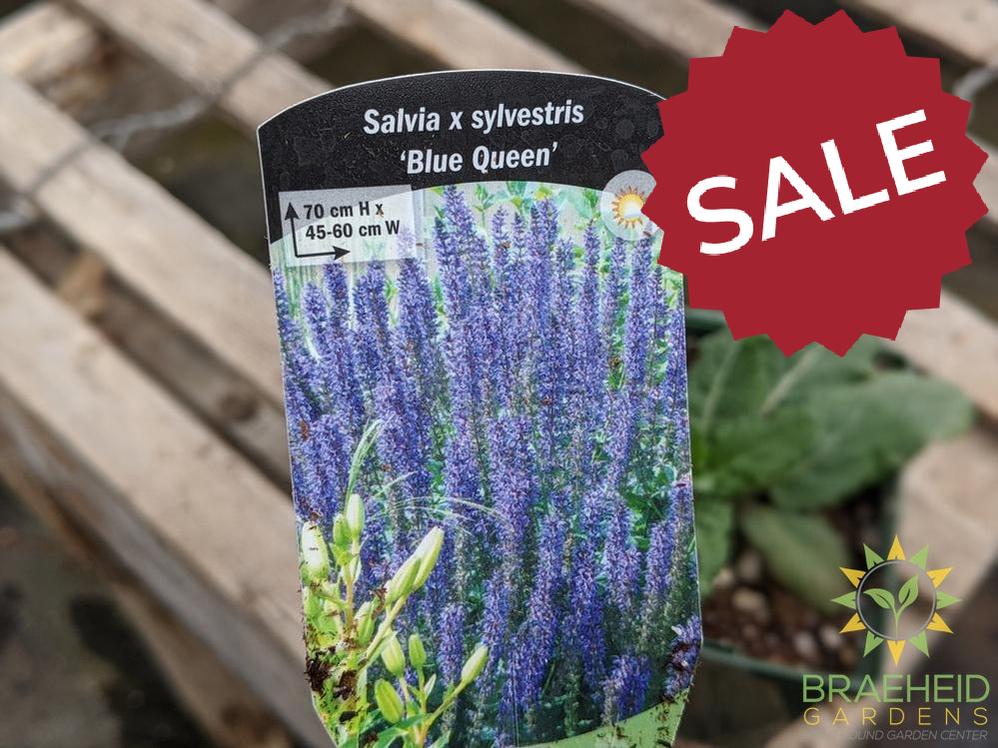 Salvia 'Blue Queen' (Perennial) - NO SHIP -