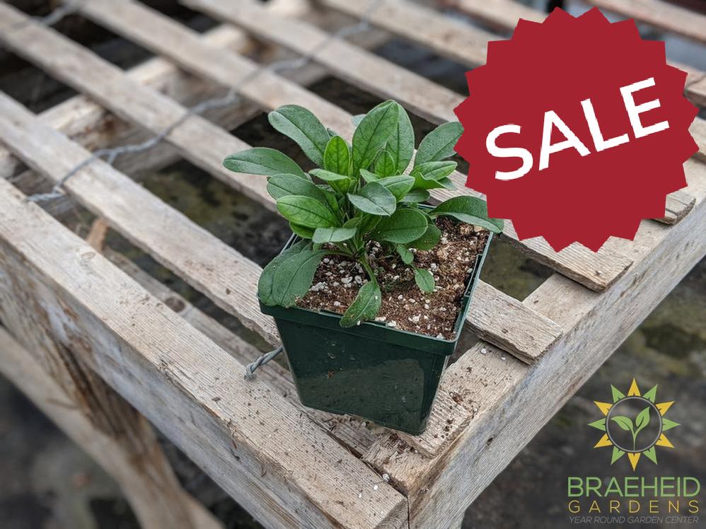 Myosotis 'Ultra Marine' - NO SHIP -