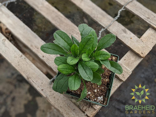 Myosotis 'Ultra Marine' - NO SHIP -