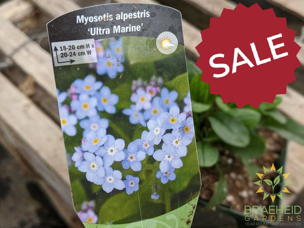 Myosotis 'Ultra Marine' - NO SHIP -