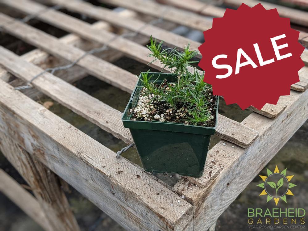 Phlox 'Scarlet Flame' - NO SHIP -