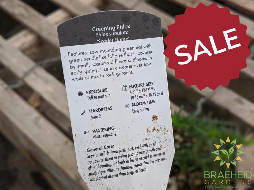 Phlox 'Scarlet Flame' - NO SHIP -