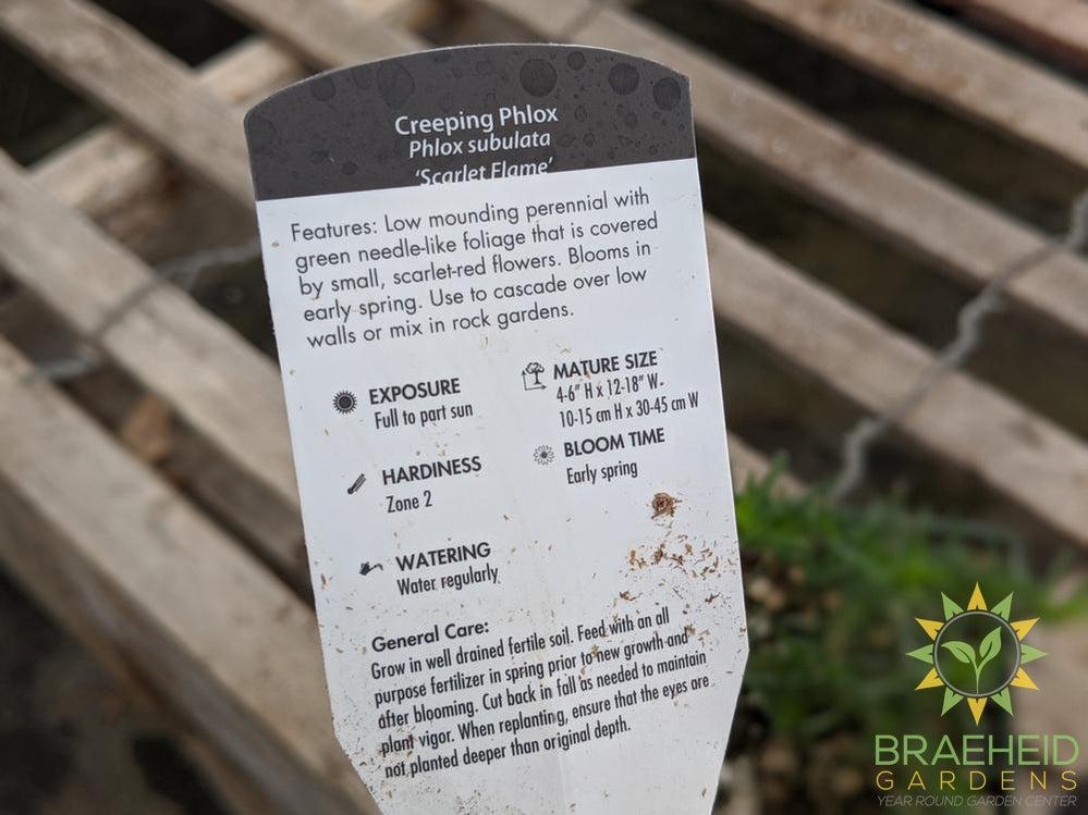 Phlox 'Scarlet Flame' - NO SHIP -