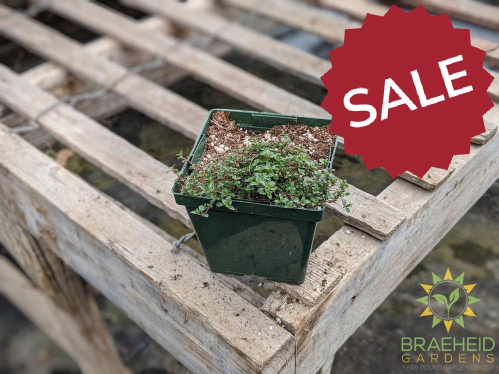 Thyme 'Coccineus' - NO SHIP -
