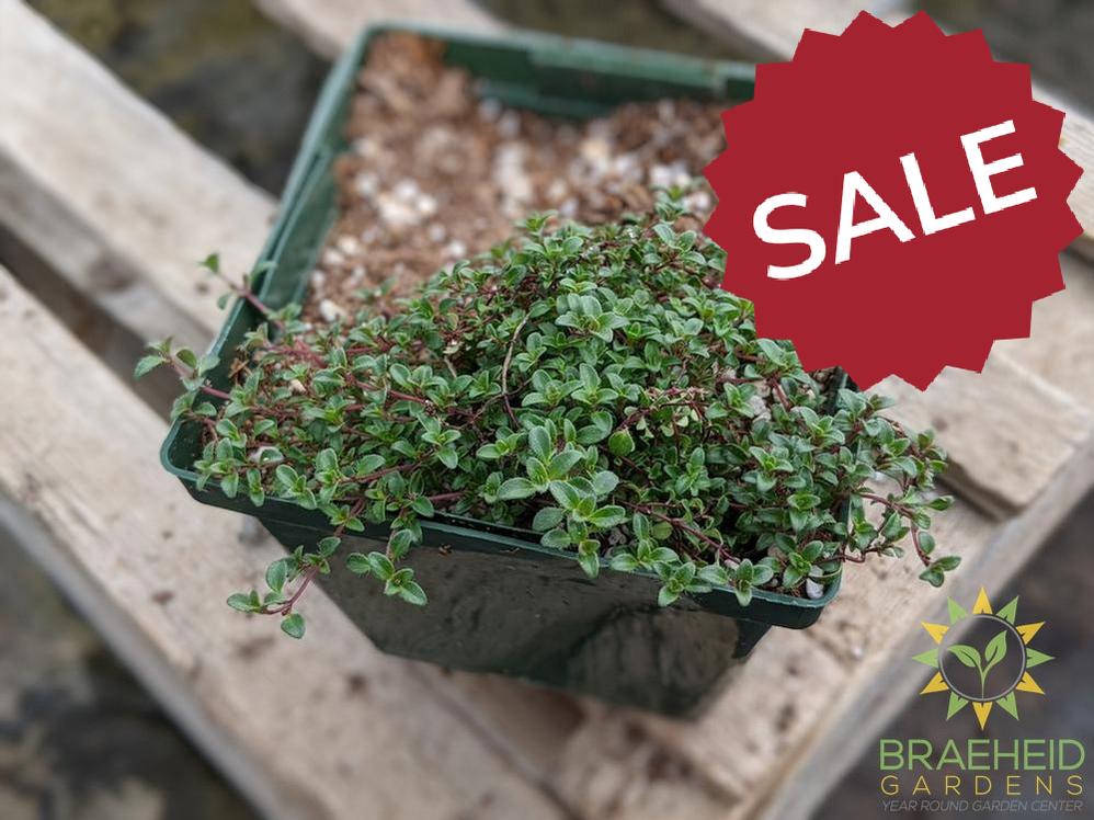 Thyme 'Coccineus' - NO SHIP -