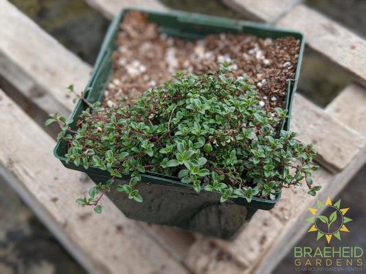 Thyme 'Coccineus' - NO SHIP -