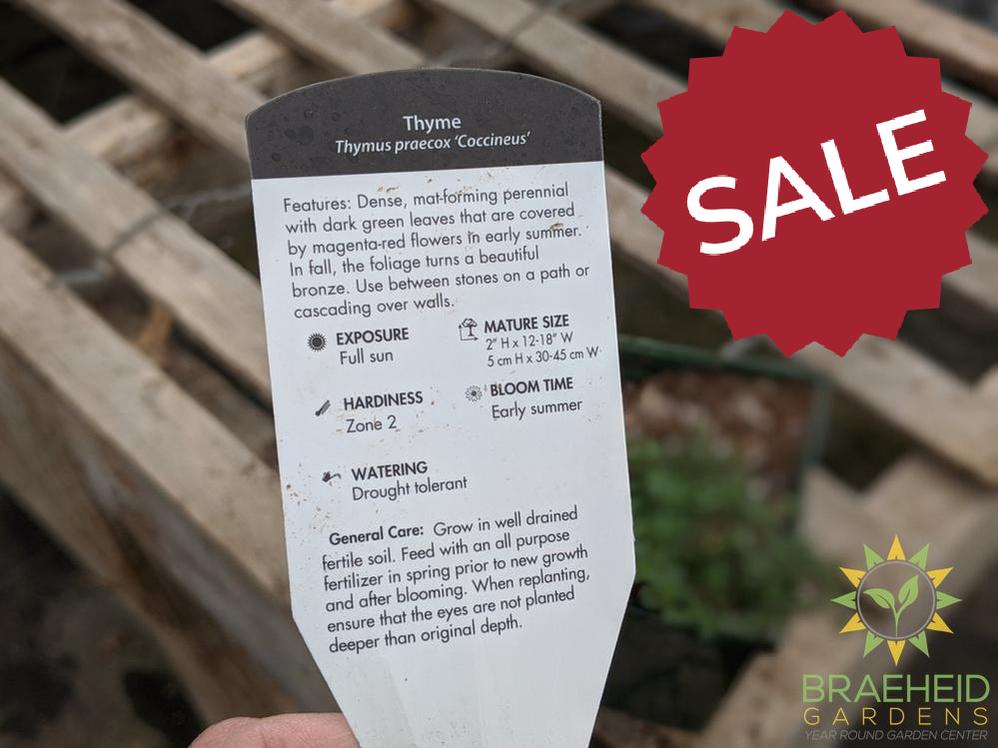 Thyme 'Coccineus' - NO SHIP -