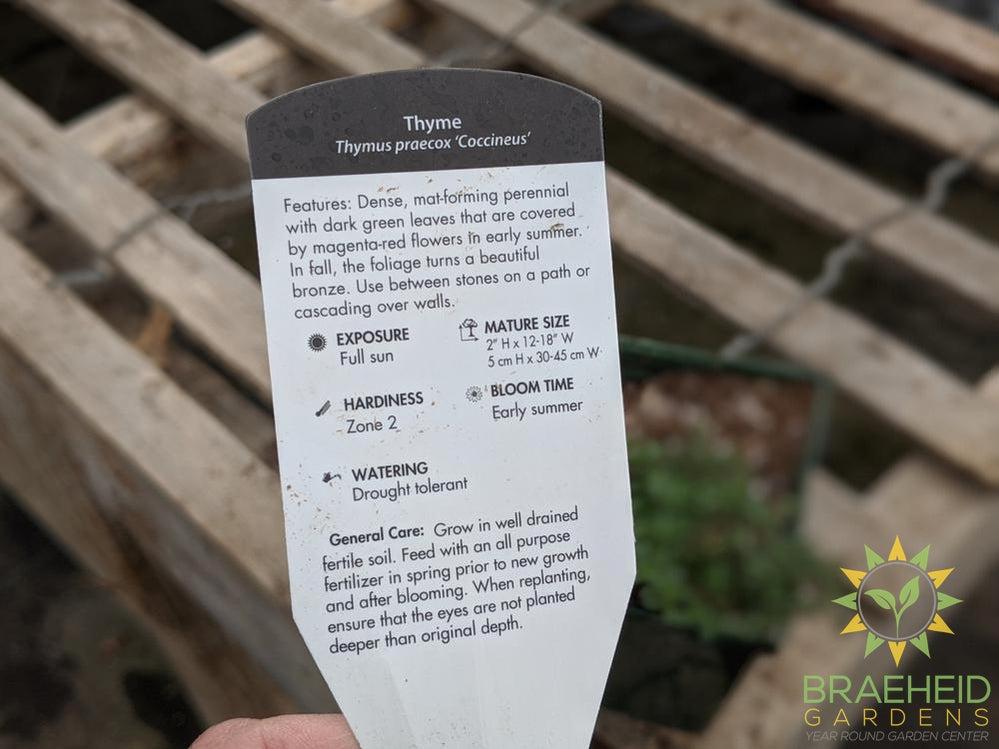 Thyme 'Coccineus' - NO SHIP -