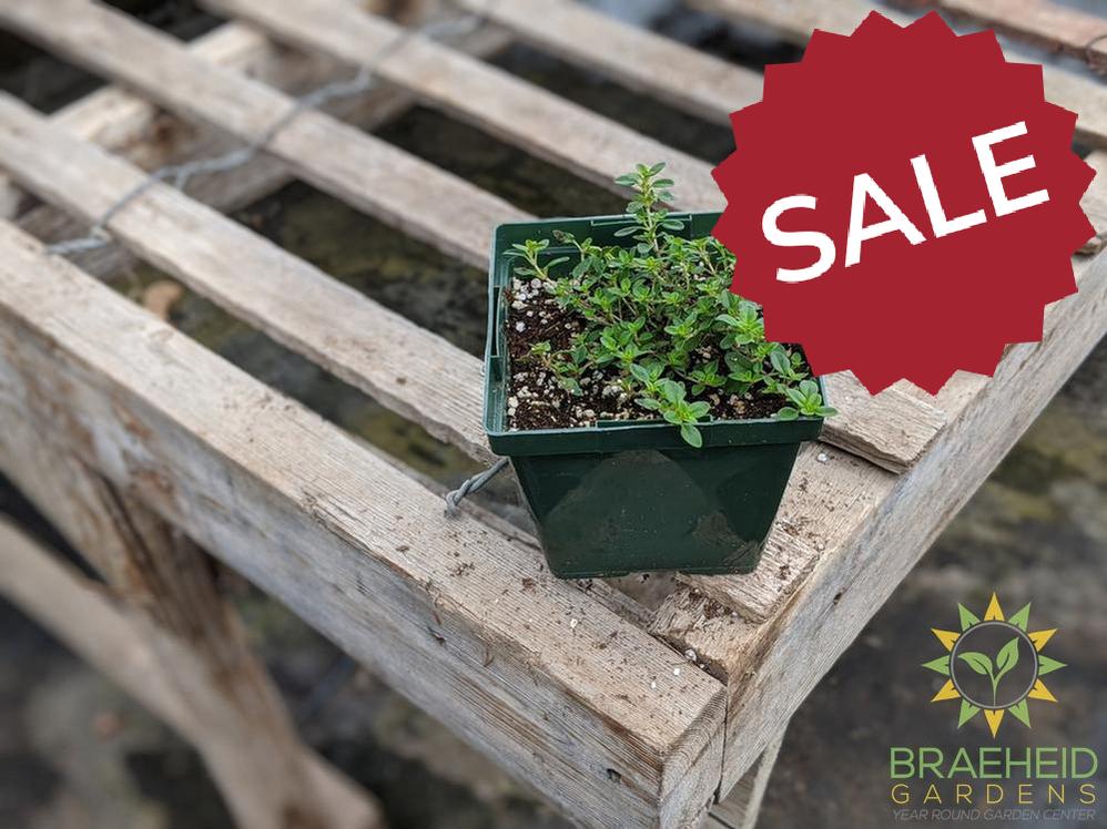 Herb Common Thyme PS -NO SHIP-