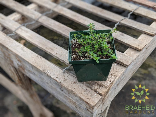 Herb Common Thyme PS -NO SHIP-