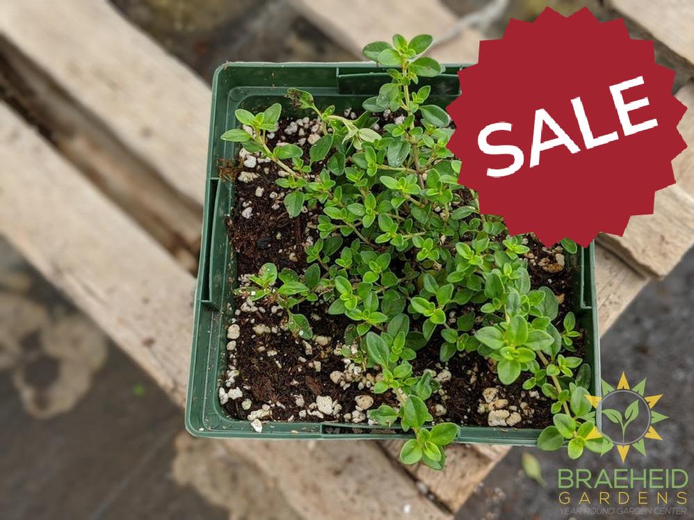 Herb Common Thyme PS -NO SHIP-