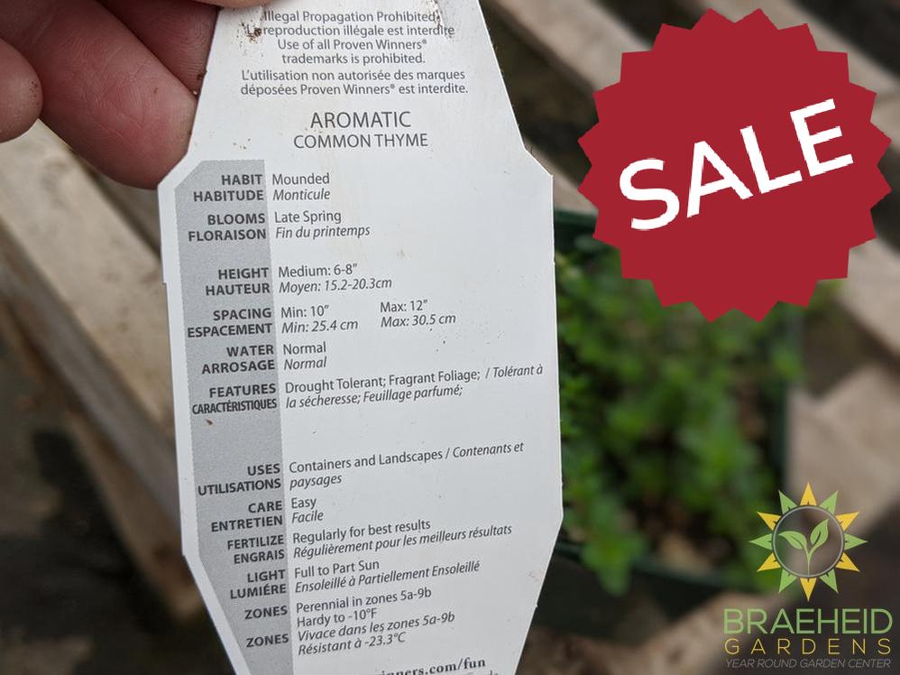 Herb Common Thyme PS -NO SHIP-