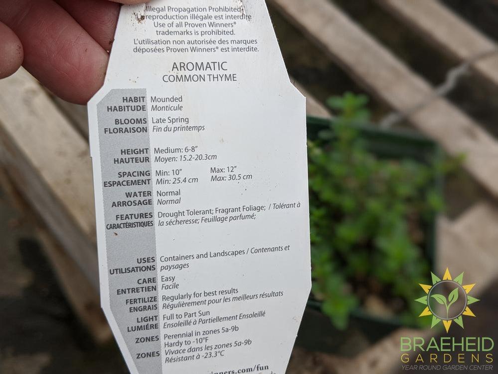 Herb Common Thyme PS -NO SHIP-