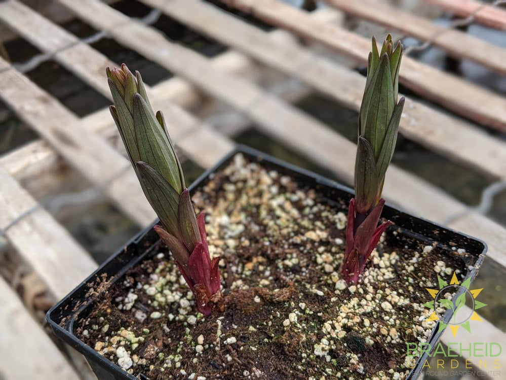 Asiatic Lily 'Tiger Woods' - NO SHIP -