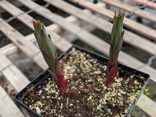 Asiatic Lily 'Tiger Woods' - NO SHIP -