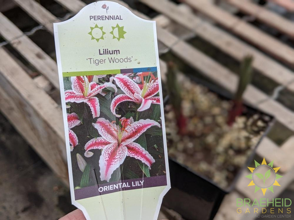 Asiatic Lily 'Tiger Woods' - NO SHIP -