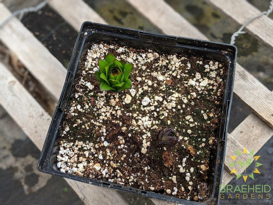 Asiatic Lily 'Lily Looks Tiny Rocket'- NO SHIP -