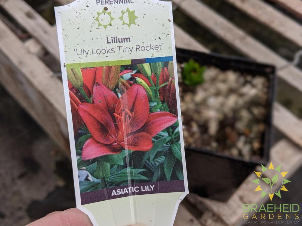 Asiatic Lily 'Lily Looks Tiny Rocket'- NO SHIP - – Braeheid Gardens Ltd.