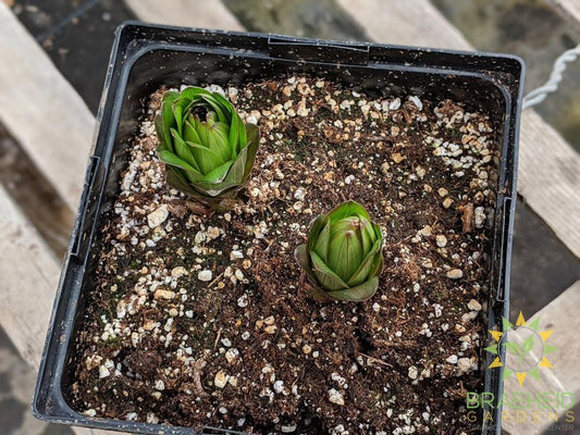 Asiatic Lily 'Lily Looks Tiny Shadow' - NO SHIP -