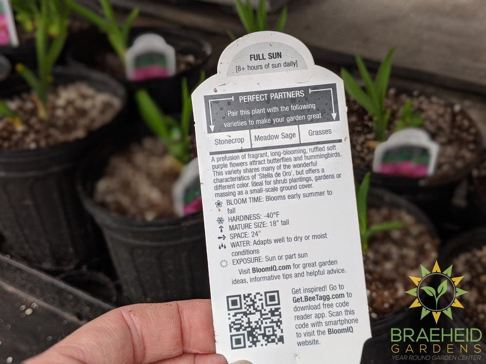 Daylily 'Purple de Oro' - NO SHIP -