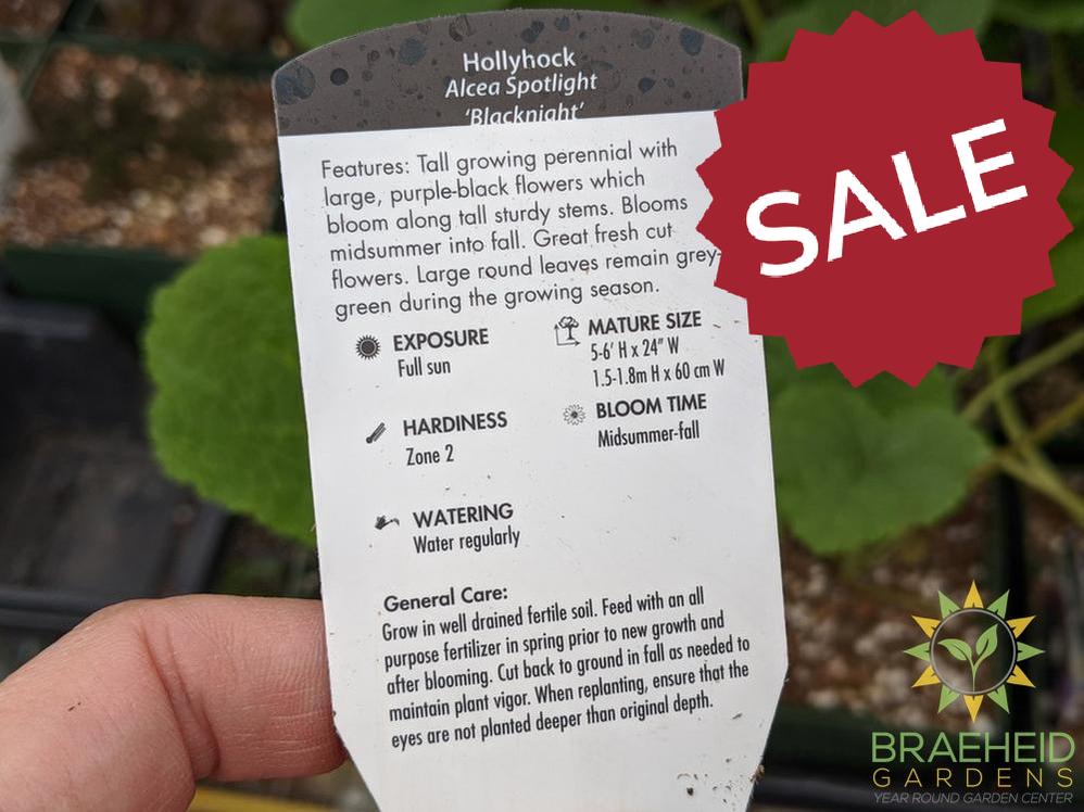 Hollyhock 'Blacknight' - NO SHIP -