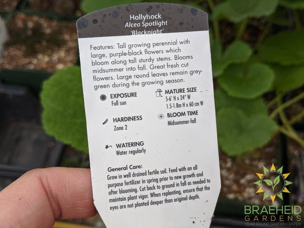 Hollyhock 'Blacknight' - NO SHIP -