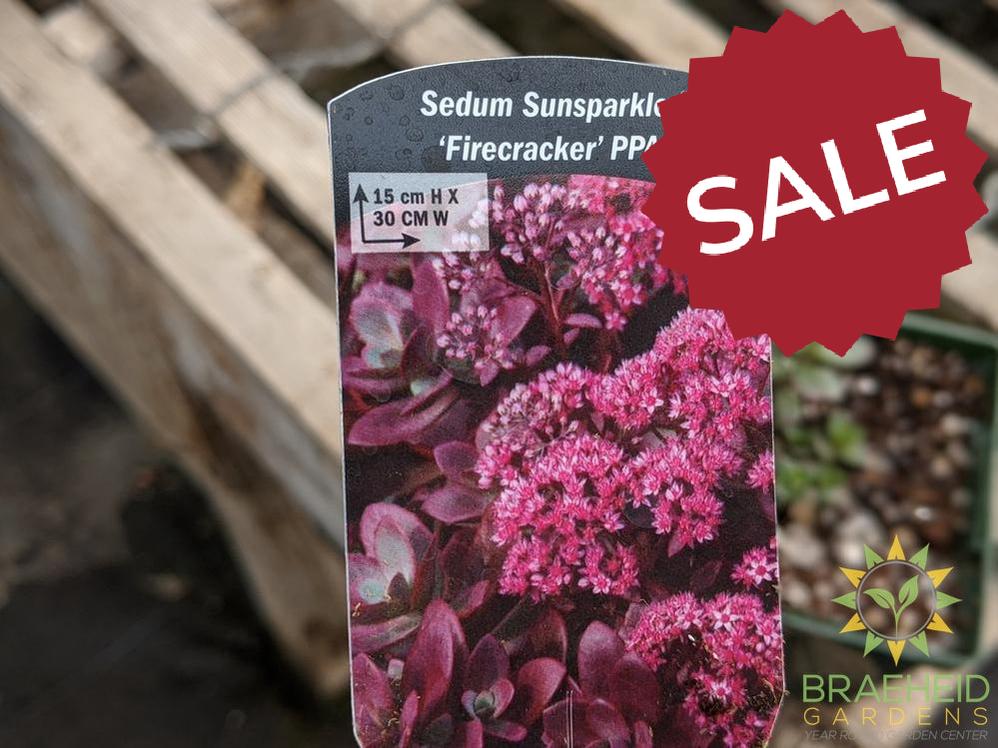 Sedum Sunsparkler 'Firecracker' PPAF