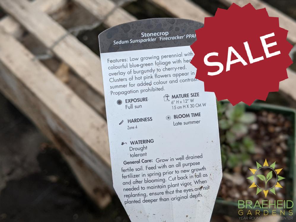 Sedum Sunsparkler 'Firecracker' PPAF