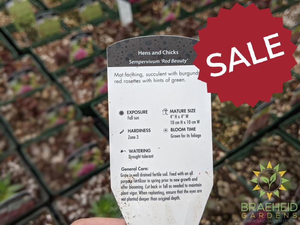 Sempervivum 'Red Beauty'