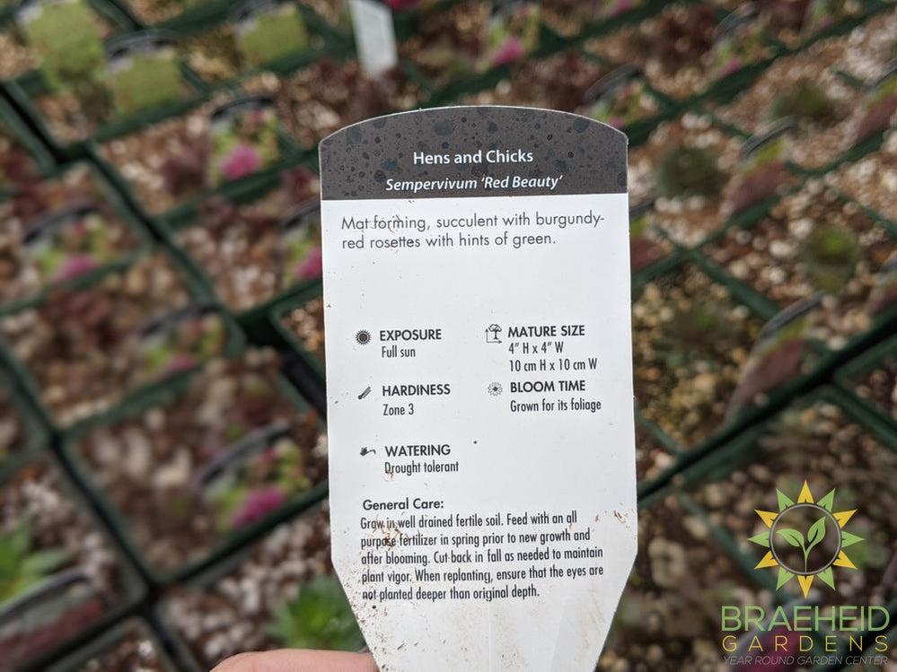 Sempervivum 'Red Beauty'