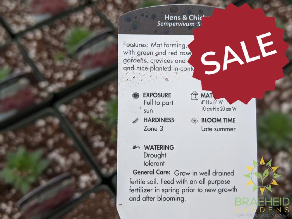 Sempervivum 'Sunset'