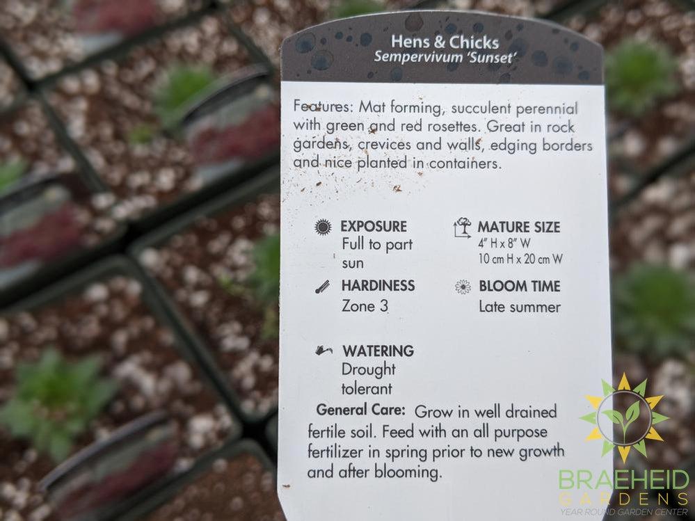 Sempervivum 'Sunset'