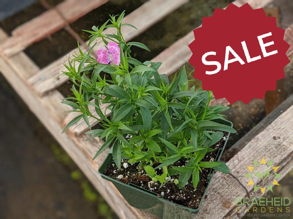 Dianthus 'Wee Willie' - NO SHIP -
