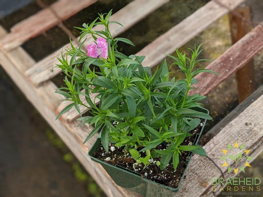 Dianthus 'Wee Willie' - NO SHIP -