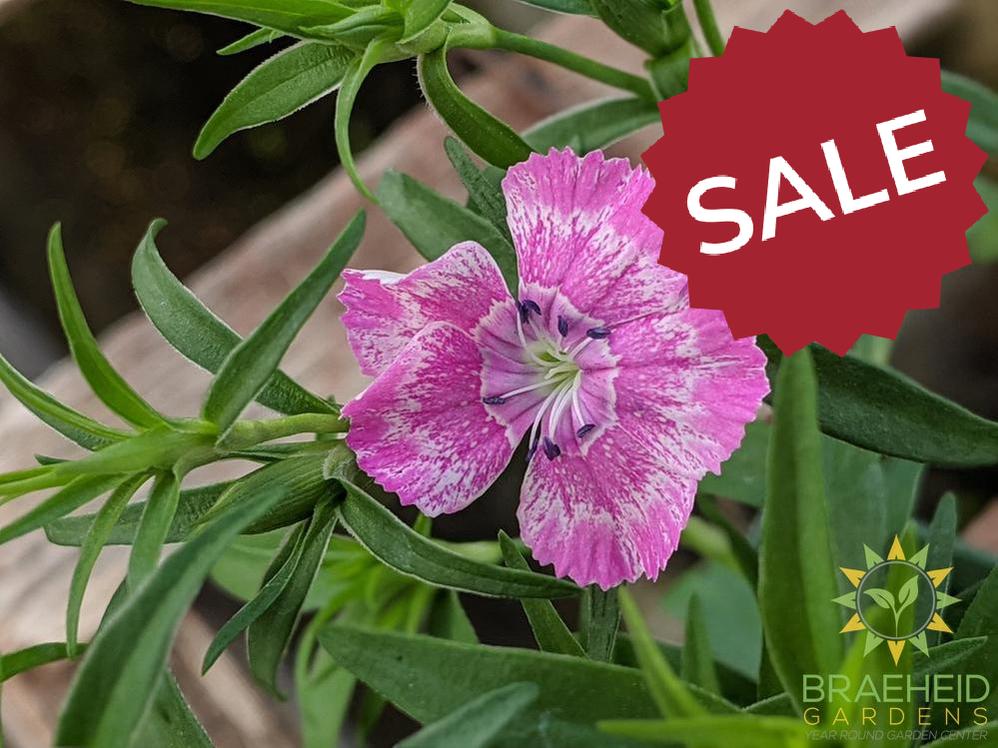 Dianthus 'Wee Willie' - NO SHIP -