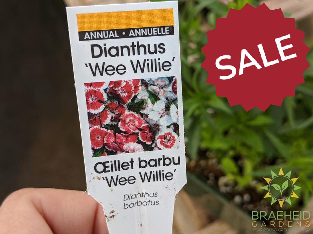 Dianthus 'Wee Willie' - NO SHIP -