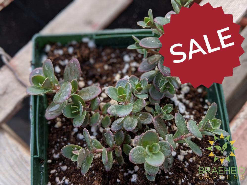 Sedum Sunsparkler 'Firecracker' PPAF