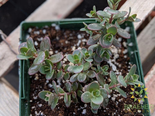 Sedum Sunsparkler 'Firecracker' PPAF