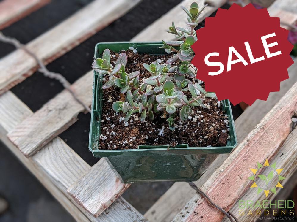 Sedum Sunsparkler 'Firecracker' PPAF