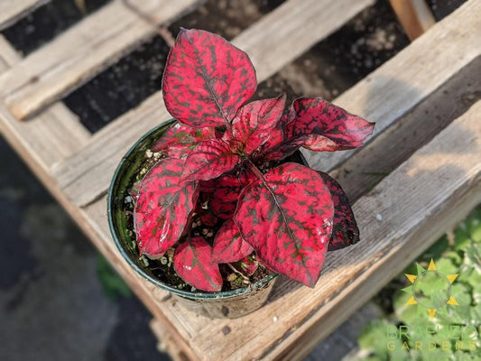 Polka Dot Plant Hippo 'Red' PW - NO SHIP -