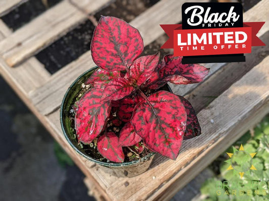 Polka Dot Plant Hippo 'Red' PW - NO SHIP -